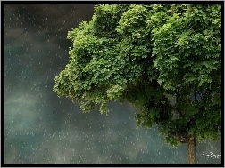 Drzewo, Deszcz